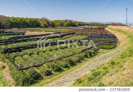 京都府常陽市木津川右岸的茶園 137361669