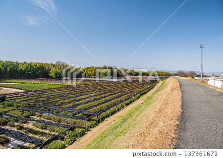 京都府常陽市木津川右岸的茶園 137361671