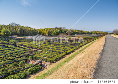 Tea fields on the right bank of the Kizu River, Joyo City, Kyoto Prefecture 137361674