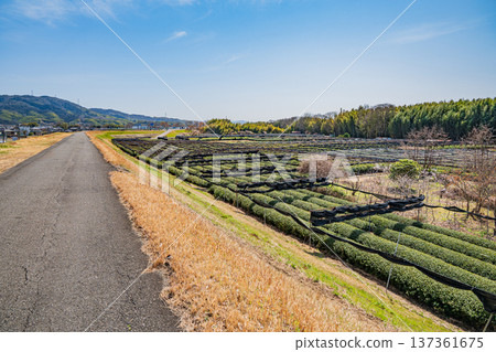 京都府常陽市木津川右岸的茶園 137361675