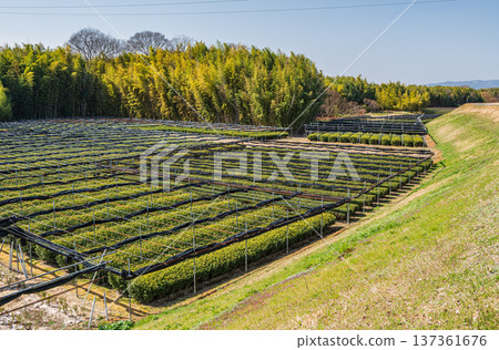Tea fields on the right bank of the Kizu River, Joyo City, Kyoto Prefecture Tea fields on the right bank of the Kizu River, Joyo City, Kyoto Prefecture 137361676