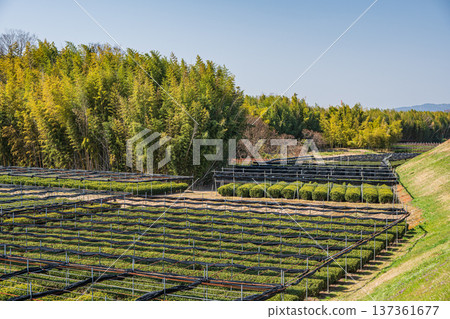 Tea fields on the right bank of the Kizu River, Joyo City, Kyoto Prefecture Tea fields on the right bank of the Kizu River, Joyo City, Kyoto Prefecture 137361677
