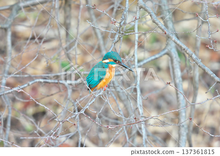 [Wild bird: Kingfisher] 137361815