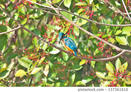 【野鳥:翠鳥】 【野鳥:翠鳥】 137361818