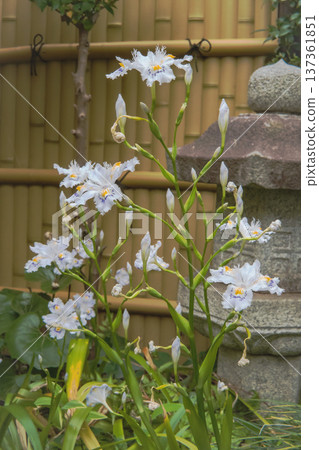 日式庭園中盛開的白鳶尾花 / 埼玉縣,四月 日式庭園中盛開的白鳶尾花 / 埼玉縣,四月 137361851