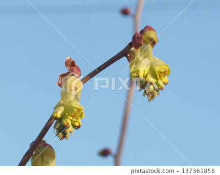 Blue sky and Tosa dogwood (cream-yellow flowers and buds of Tosa dogwood at the ends of the branches) Blue sky and Tosa dogwood (cream-yellow flowers and buds of Tosa dogwood at the ends of the branches) 137361858