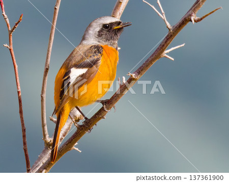 Winter wild bird Daurian redstart male Beautiful orange bird perched on a branch Winter wild bird Daurian redstart male Beautiful orange bird perched on a branch 137361900