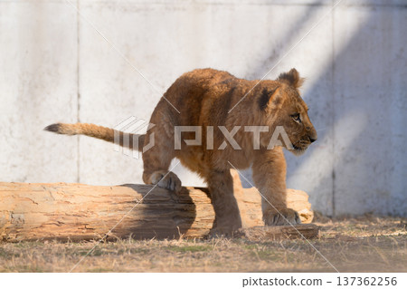 Log and Lion Cub Log and Lion Cub 137362256