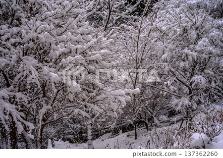雪（高尾山路線1） 137362260