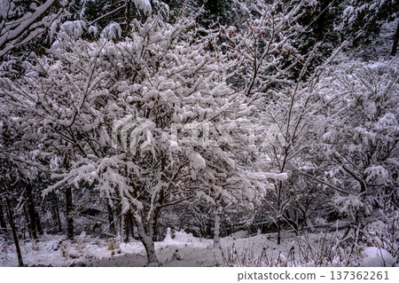 雪(高尾山路線1) 雪(高尾山路線1) 137362261