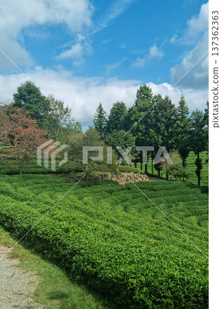 This is a green tea field landscape in Boseong, Jeollanam-do, Korea. This is a green tea field landscape in Boseong, Jeollanam-do, Korea. 137362363