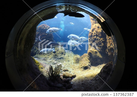 Aquarium scenery Aquarium scenery 137362387