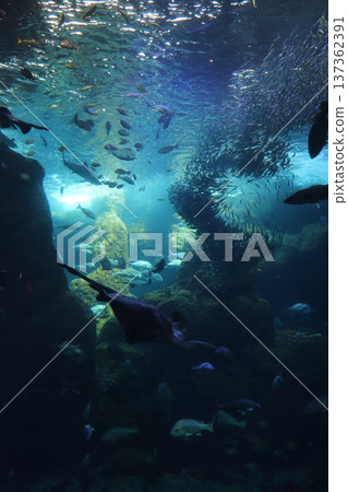 水族館風景 137362391