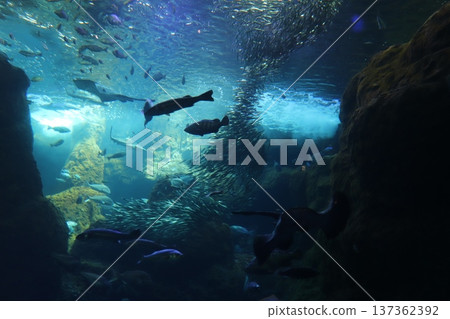 水族館風景 137362392