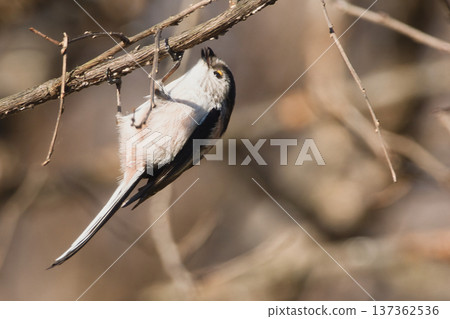 Enaga to stick to branches Enaga to stick to branches 137362536