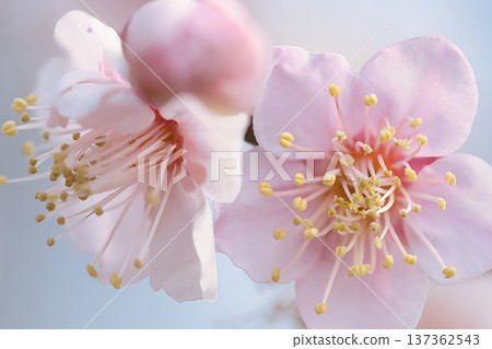 Pale pink plum blossoms Pale pink plum blossoms 137362543