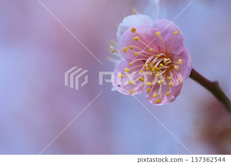 beautiful pink plum blossom beautiful pink plum blossom 137362544
