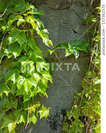 It's a spring morning glory vine. It's a spring morning glory vine. 137362570