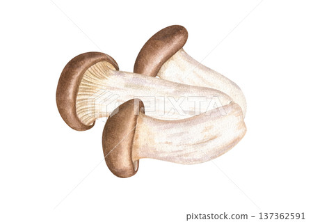 Three edible king oyster mushrooms watercolor illustration on isolated background. Hand painted Asian eryngii with brown caps and creamy white stems. Wild mushroom like porcini, cremini, or boletus. Three edible king oyster mushrooms watercolor illustration on isolated background. Hand painted Asian eryngii with brown caps and creamy white stems. Wild mushroom like porcini, cremini, or boletus. 137362591