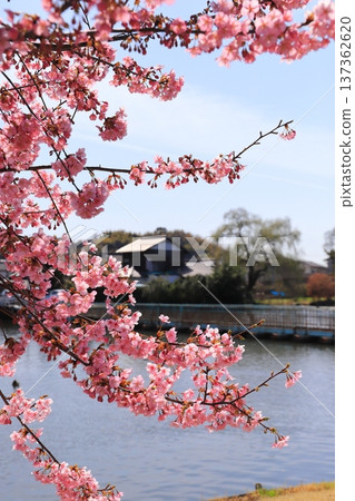 新堀川公園和鼓罐橋的櫻花 137362620