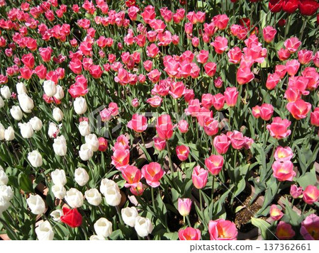 Vibrant tulips in full bloom Vibrant tulips in full bloom 137362661