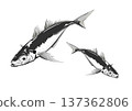2 real horse mackerel 137362806
