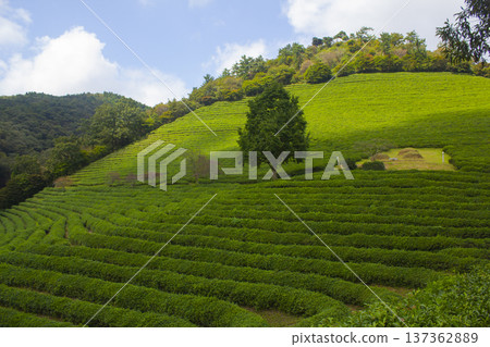 This is a view of the green tea fields in Boseong, Korea. 137362889
