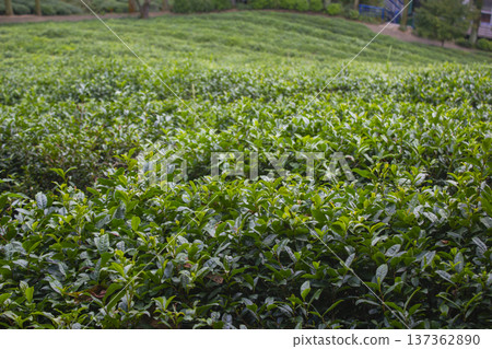 This is a green tea field landscape in Boseong, Jeollanam-do, Korea. 137362890