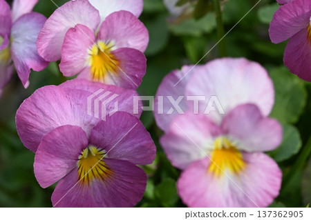 Pink flowers in full bloom shining in the spring sunshine 137362905