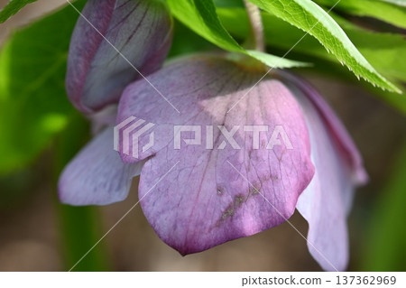 Christmas rose 137362969