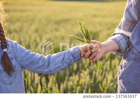 A child's hand passes wheat stalks to an adult's hand in a sunlit field, symbolizing connection and heritage 137363037