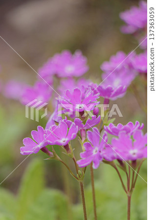 Primula Primula 137363059