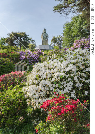 潮船觀音寺:觀音像與五彩繽紛的杜鵑花,東京青梅市,四月 潮船觀音寺:觀音像與五彩繽紛的杜鵑花,東京青梅市,四月 137363099