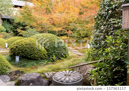 Kyoto, Higashiyama Sennyuji Temple branch temple, Unryuin (Rurizan), autumn leaves in the courtyard (view from the moon window) Kyoto, Higashiyama Sennyuji Temple branch temple, Unryuin (Rurizan), autumn leaves in the courtyard (view from the moon window) 137363157