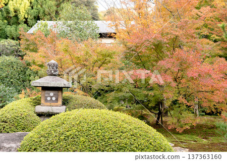 Kyoto, Higashiyama Sennyuji Temple branch temple, Unryuin (Rurizan), autumn leaves in the courtyard (view from the Renge no Ma) Kyoto, Higashiyama Sennyuji Temple branch temple, Unryuin (Rurizan), autumn leaves in the courtyard (view from the Renge no Ma) 137363160
