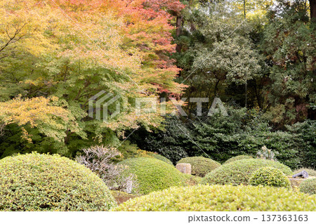 京都，東山千春寺分寺雲龍院（琉璃山），庭院秋葉（從蓮華之間眺望） 137363163