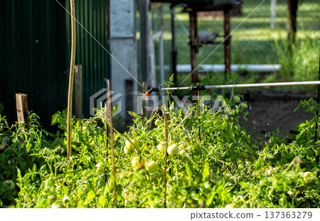 Modern telescopic rod sprayer at the dacha with chemicals tomatoes to destroy parasites and late blight. Copy space for text, harvest 137363279