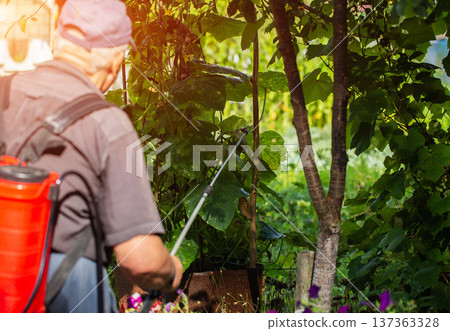 A pensioner with a modern red sprayer treats plants in the summer at his dacha. Increasing yield with succinic acid. Copy space for text, industry A pensioner with a modern red sprayer treats plants in the summer at his dacha. Increasing yield with succinic acid. Copy space for text, industry 137363328