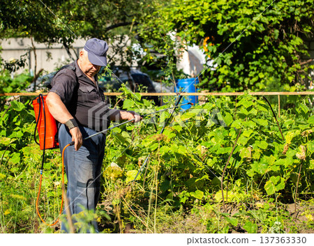 An elderly man with a red sprayer treats plants with ammonia to protect them from diseases and pests at his dacha. Copy space for text, industry An elderly man with a red sprayer treats plants with ammonia to protect them from diseases and pests at his dacha. Copy space for text, industry 137363330