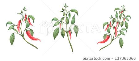 Hot Chili pepper plant set. Watercolor painting of red pods and green leaves on the branch. Botanical realistic Cultivated vegetables illustration for gardening, seasoning Isolated from background 137363366