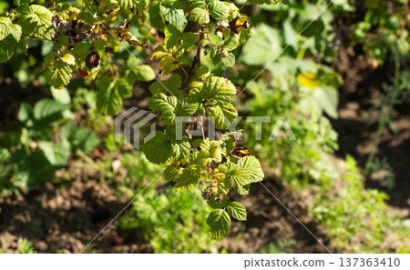 Raspberry plant branch showing signs of disease and damage on leaves, including yellowing, browning, and wilting, indicating poor plant health outdoors. Raspberry plant branch showing signs of disease and damage on leaves, including yellowing, browning, and wilting, indicating poor plant health outdoors. 137363410
