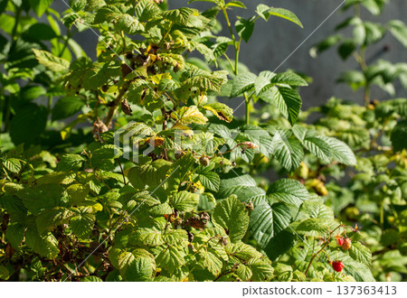 Raspberry plant leaves showing signs of disease and damage, common issue for plant health in garden cultivation during day outdoor. Raspberry plant leaves showing signs of disease and damage, common issue for plant health in garden cultivation during day outdoor. 137363413