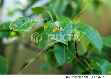 Green leaves of fruit plant displaying clear signs of fungal disease, characterized by prominent orange and yellow spots and visible damage. Green leaves of fruit plant displaying clear signs of fungal disease, characterized by prominent orange and yellow spots and visible damage. 137363420