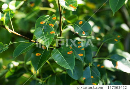 Close-up of diseased green leaves of fruit plant showing multiple orange spots caused by fungal infection outdoors during bright day for plant pathology Close-up of diseased green leaves of fruit plant showing multiple orange spots caused by fungal infection outdoors during bright day for plant pathology 137363422