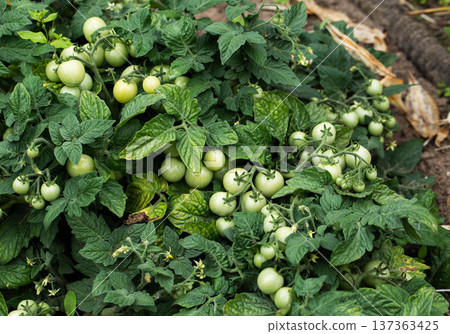 Unripe green tomatoes growing on vigorous plant stalks and vines, displaying lush foliage. Scattered signs of disease impacting leaves and fruit. Unripe green tomatoes growing on vigorous plant stalks and vines, displaying lush foliage. Scattered signs of disease impacting leaves and fruit. 137363425