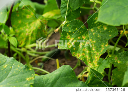 Close up view of cucumber plant leaves with visible signs of disease, yellow and brown spots on green foliage, indicative of plant pathology problem Close up view of cucumber plant leaves with visible signs of disease, yellow and brown spots on green foliage, indicative of plant pathology problem 137363426