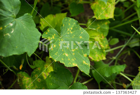 Close-up of plant leaf showing yellow spots, symptom of disease or fungal infection, damage to crop foliage in garden cultivation Close-up of plant leaf showing yellow spots, symptom of disease or fungal infection, damage to crop foliage in garden cultivation 137363427