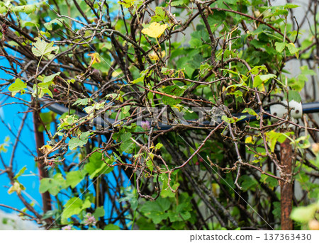 Close-up view of diseased fruit plant branches with damaged green and yellow leaves, showing signs of fungal infection and insect damage Close-up view of diseased fruit plant branches with damaged green and yellow leaves, showing signs of fungal infection and insect damage 137363430