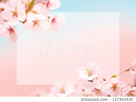 Cherry blossom background 137363436