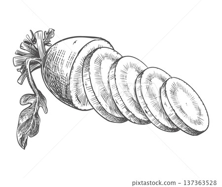 Daikon sketch. Vector illustration of the vegetable in an engraving style. Radishes and round slices lie on the table. Hand drawn, imitating etching. Line drawing in ink. Daikon sketch. Vector illustration of the vegetable in an engraving style. Radishes and round slices lie on the table. Hand drawn, imitating etching. Line drawing in ink. 137363528